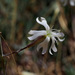 Silene swertiifolia - Photo (c) Ron Frumkin, algunos derechos reservados (CC BY-NC), subido por Ron Frumkin