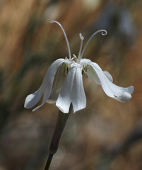 Silene swertiifolia