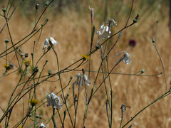 Silene swertiifolia