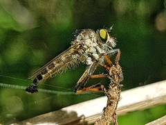 Neoitamus socius