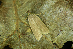 Acompsia cinerella