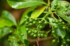 Pavetta hongkongensis