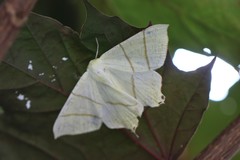 Ourapteryx sambucaria