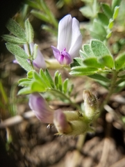 Astragalus argophyllus