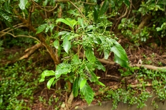 Pavetta hongkongensis