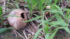 Lycoperdaceae