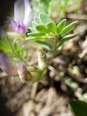 Astragalus argophyllus
