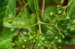 Pavetta hongkongensis