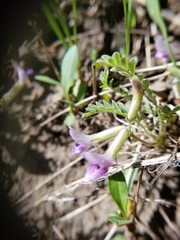 Astragalus argophyllus