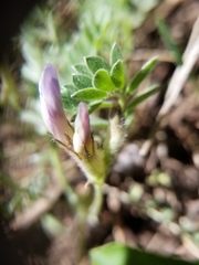 Astragalus argophyllus