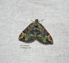 Xanthorhoe griseiviridis