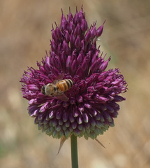 Allium phanerantherum