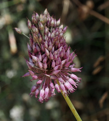 Allium phanerantherum