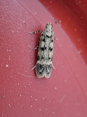 Bryotropha domestica