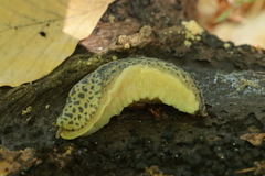 Limax maximus