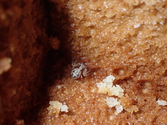 Xysticus verneaui
