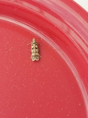 Bryotropha domestica