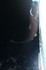 Carcharhinus falciformis