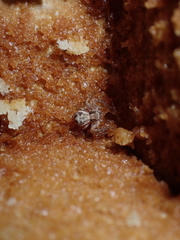 Xysticus verneaui