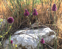 Allium phanerantherum