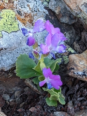 Primula hirsuta
