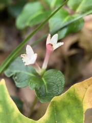 Mitchella repens