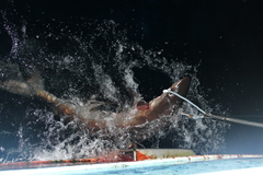 Carcharhinus falciformis