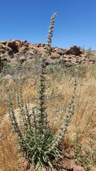 Echium glomeratum