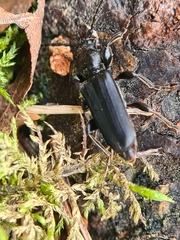 Tetropium castaneum