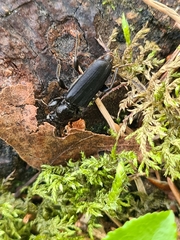 Tetropium castaneum