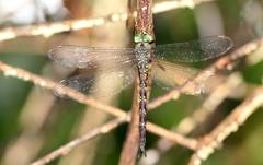 Gynacantha subinterrupta