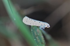 Yponomeuta cagnagella