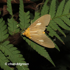 Asota plaginota