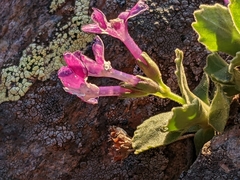 Primula hirsuta