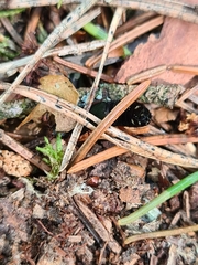 Platydracus fulvipes