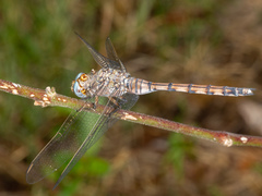 Orthetrum robustum