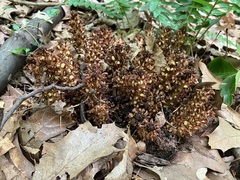 Conopholis americana