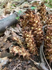 Conopholis americana