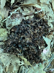 Conopholis americana