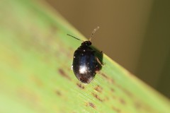 Scirtes hemisphaericus