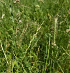 Hordeum secalinum