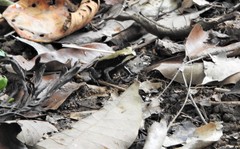 Clinotarsus curtipes