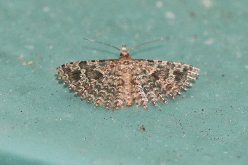 Twenty-plume Moth, Wageningen, Nederland, photo 6 of 10