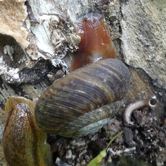 Discidae