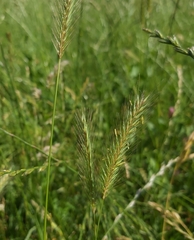 Hordeum secalinum