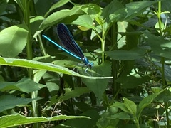 Calopteryx maculata