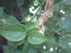 Acrometopa macropoda