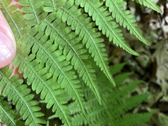 Amauropelta noveboracensis