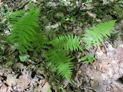 Amauropelta noveboracensis
