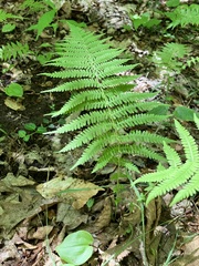 Amauropelta noveboracensis
